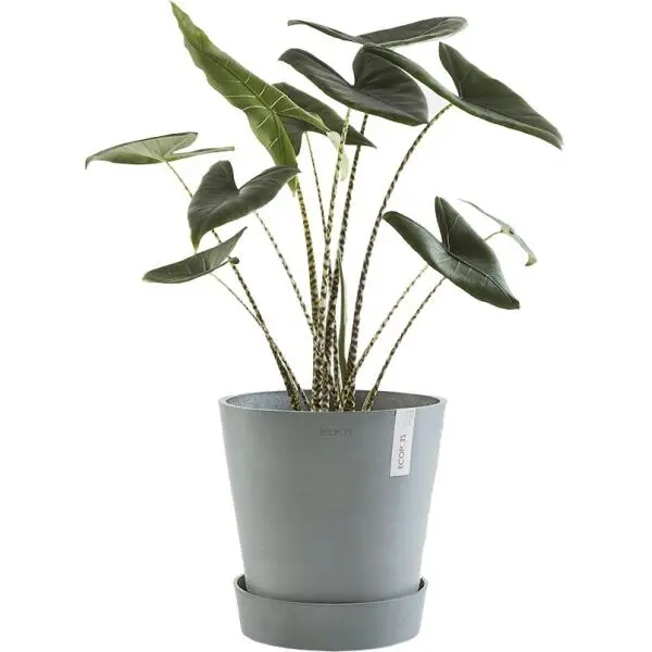 ECOPOTS Amsterdam Onderschotel Op Wielen - Blauwgrijs Ø 41,60 Cm 4 ECOPOTS Amsterdam Onderschotel Op Wielen - Blauwgrijs Ø 41,60 Cm - Afbeelding 2