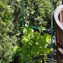 Rozenboog Massief Met Klimhulp 150 × 40 × 230 Cm -winkel in tuinmeubelen rozenboog massief klimhulp 150 x 40 x 230 cm 1559385625 1 600